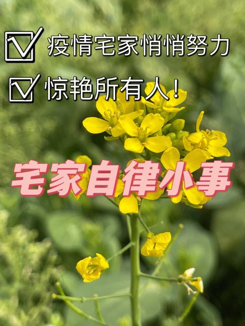 安静抗疫情(抗疫静待春暖花开)-第5张图片 安静抗疫情(抗疫静待春暖花开)-第5张图片