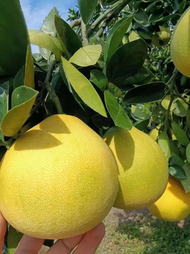 安江沙湾疫情(安江沙湾疫情最新消息)-第4张图片 安江沙湾疫情(安江沙湾疫情最新消息)-第4张图片