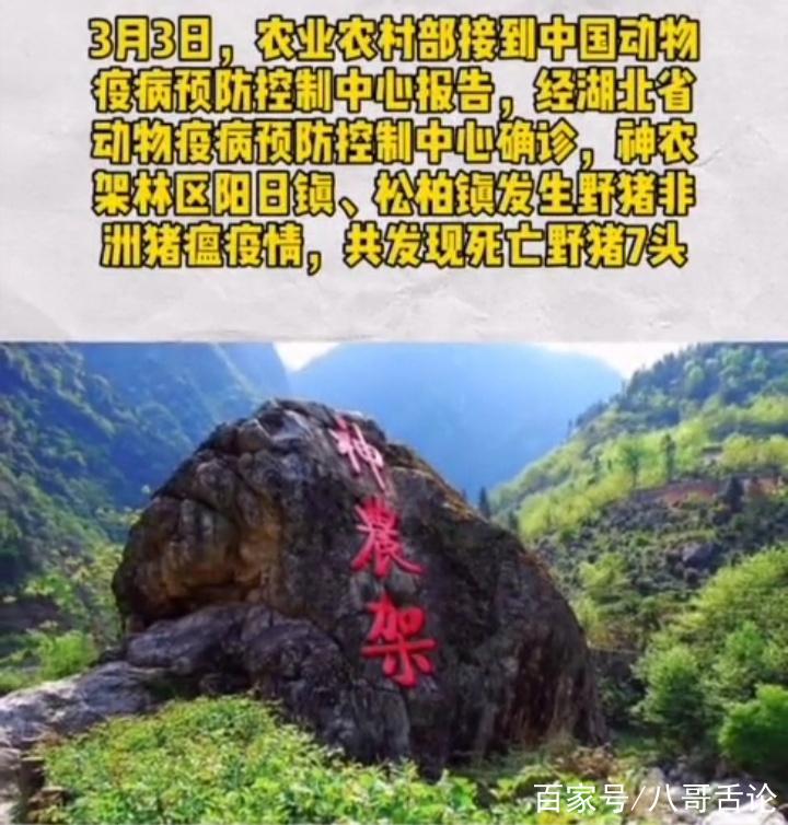 【神农架发生野猪非洲猪瘟疫情,神农架发生野猪非洲猪瘟疫情怎么办】-第6张图片 【神农架发生野猪非洲猪瘟疫情,神农架发生野猪非洲猪瘟疫情怎么办】-第6张图片