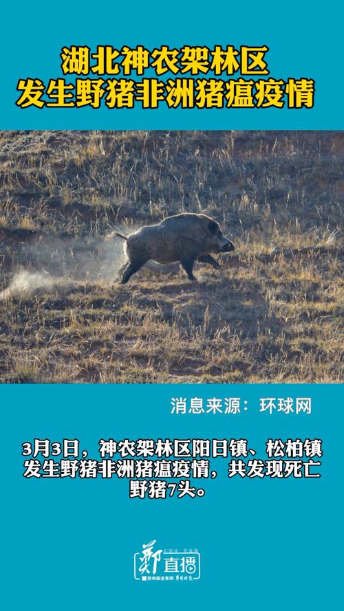 神农架疫情/神农架 疫情-第5张图片 神农架疫情/神农架 疫情-第5张图片