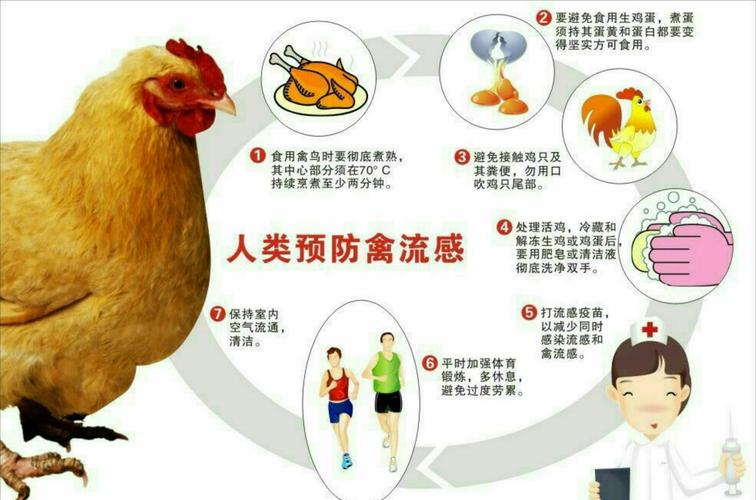 禽流感疫情(禽流感疫情处置流程)-第1张图片 禽流感疫情(禽流感疫情处置流程)-第1张图片