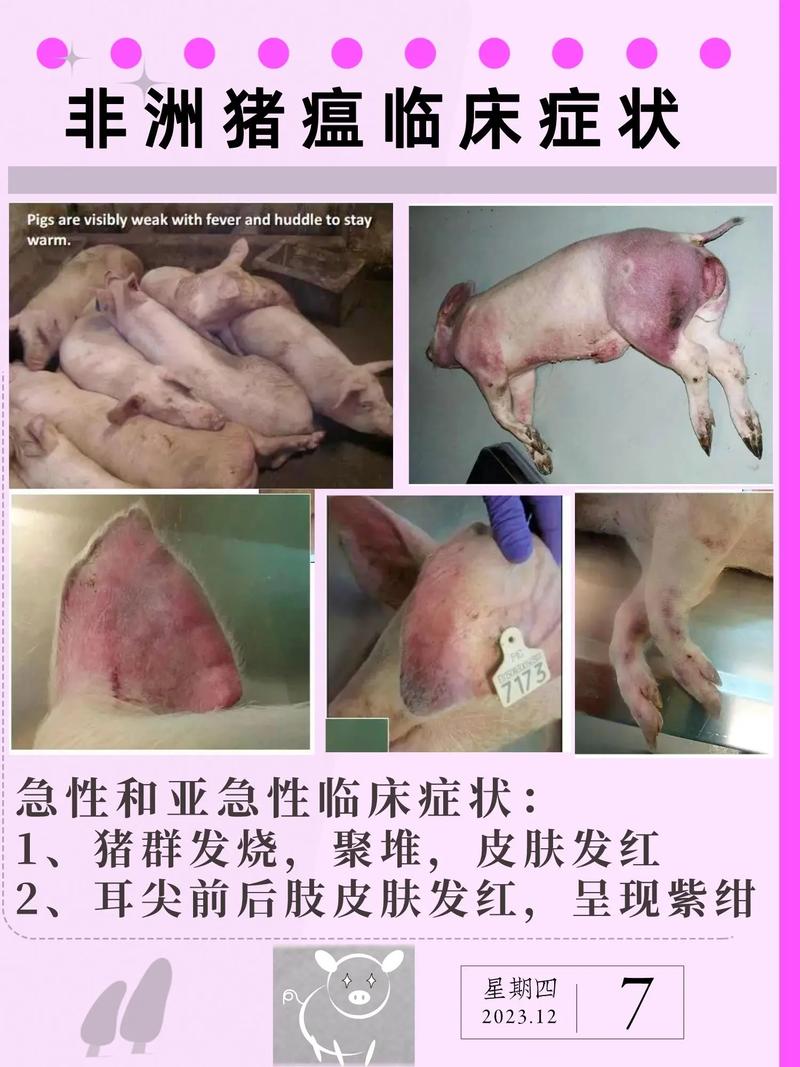 【安徽猪温疫情,安徽猪肉疫情】-第1张图片 【安徽猪温疫情,安徽猪肉疫情】-第1张图片