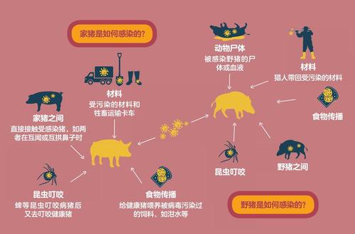 2017年生猪疫情(2017年全国生猪存栏)-第7张图片 2017年生猪疫情(2017年全国生猪存栏)-第7张图片