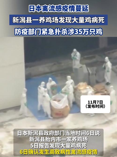 安徽鸡疫情(安徽一地发出疫情通报)-第2张图片 安徽鸡疫情(安徽一地发出疫情通报)-第2张图片