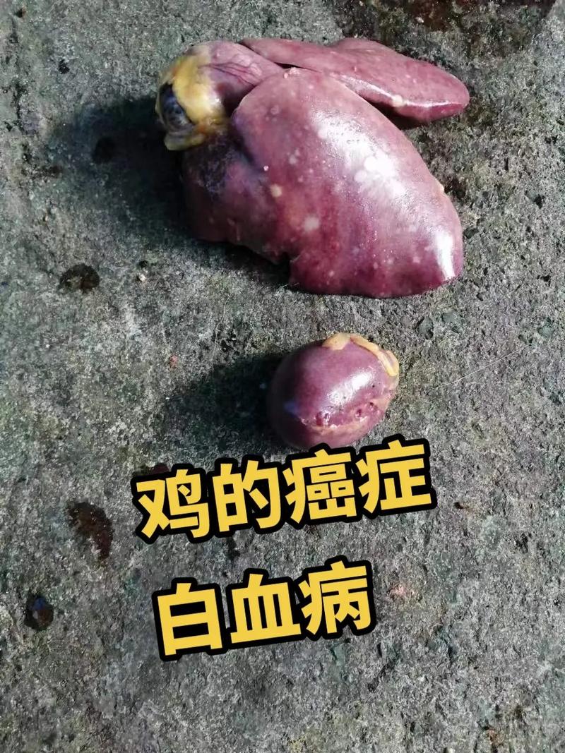 安徽鸡疫情(安徽一地发出疫情通报)-第6张图片 安徽鸡疫情(安徽一地发出疫情通报)-第6张图片