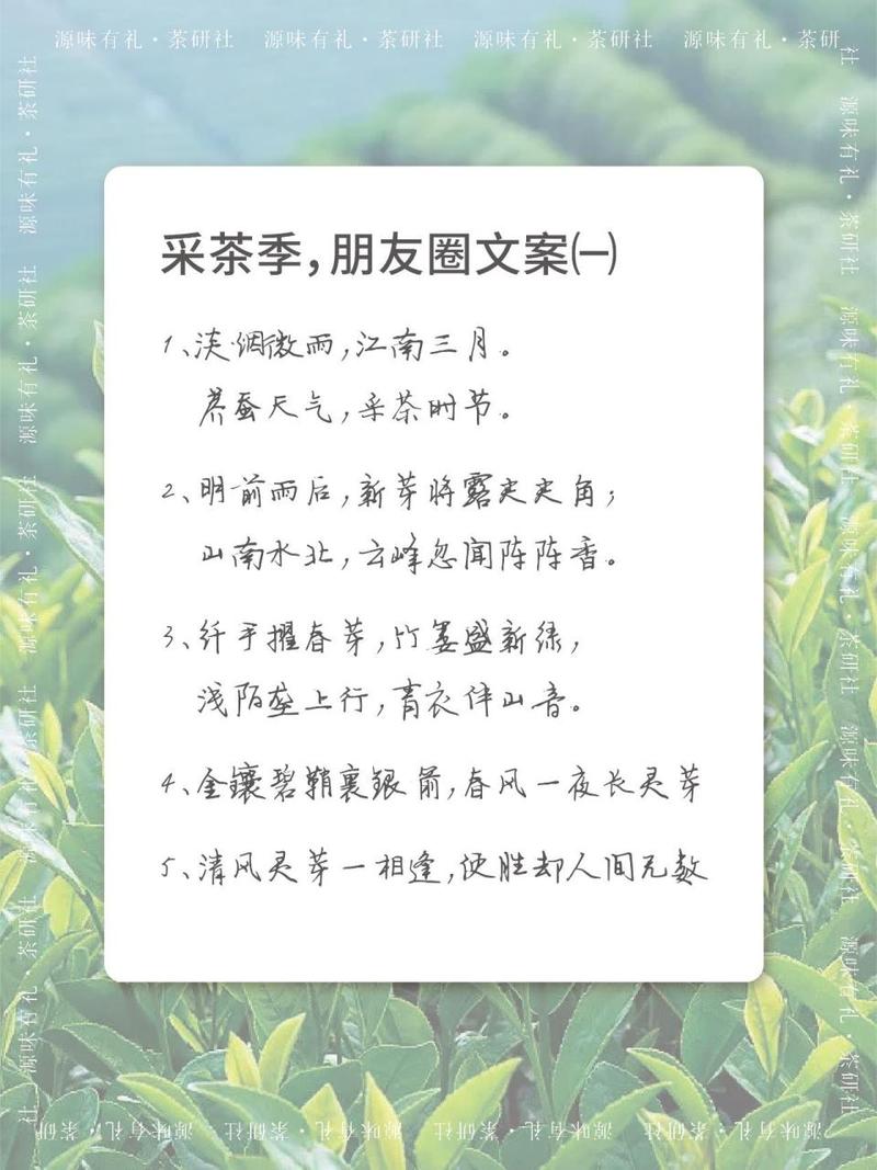 【安吉白茶疫情,安吉白茶百科全书】-第5张图片 【安吉白茶疫情,安吉白茶百科全书】-第5张图片