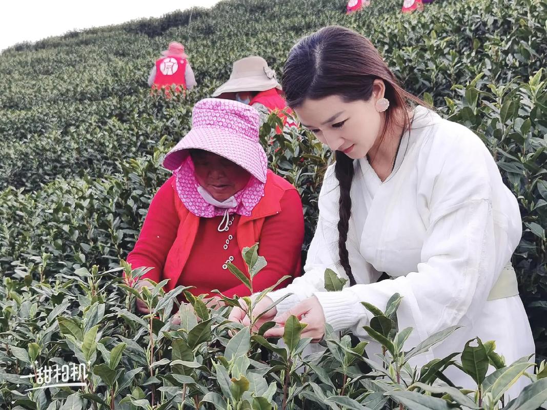 【安吉白茶疫情,安吉白茶百科全书】-第6张图片 【安吉白茶疫情,安吉白茶百科全书】-第6张图片