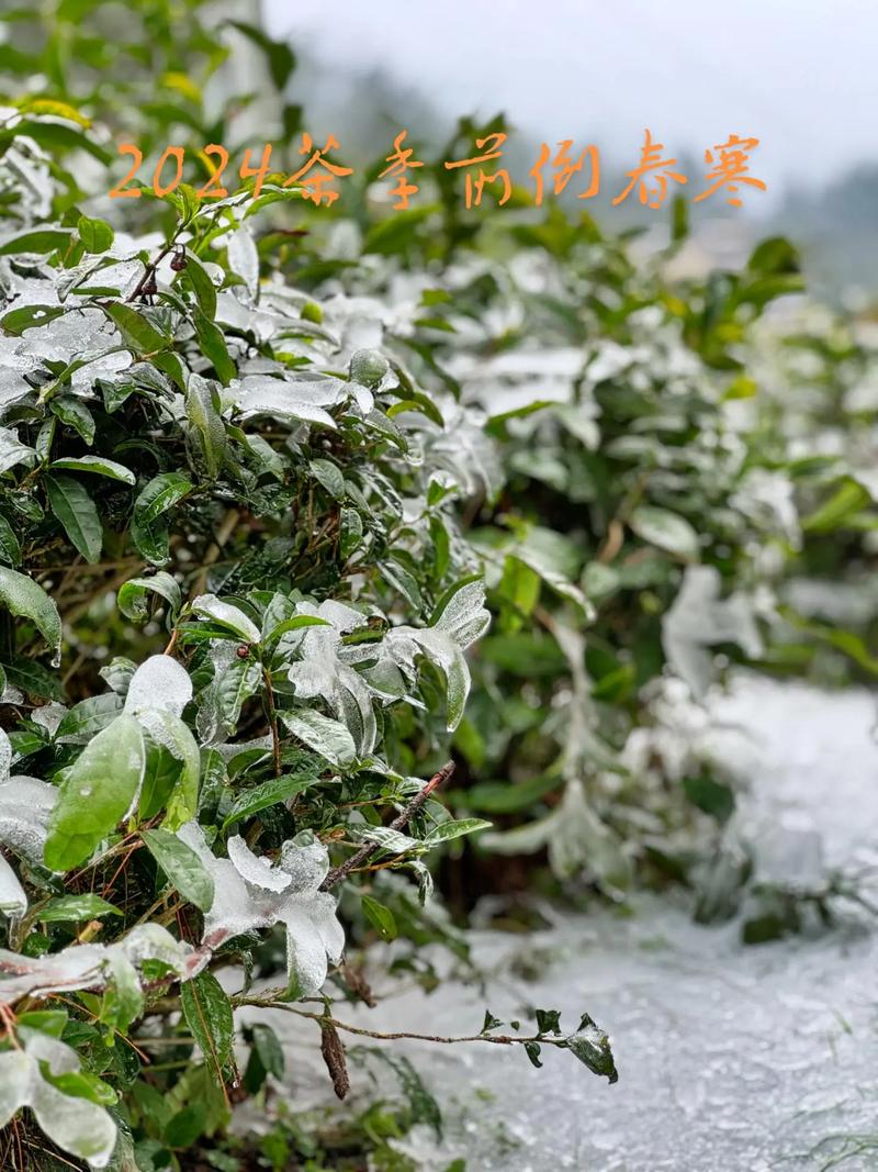 【安吉白茶疫情,安吉白茶百科全书】-第7张图片 【安吉白茶疫情,安吉白茶百科全书】-第7张图片