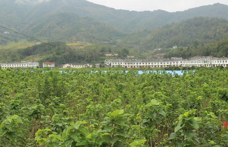 【安康疫情烤烟,安康烟花禁放区域2020】