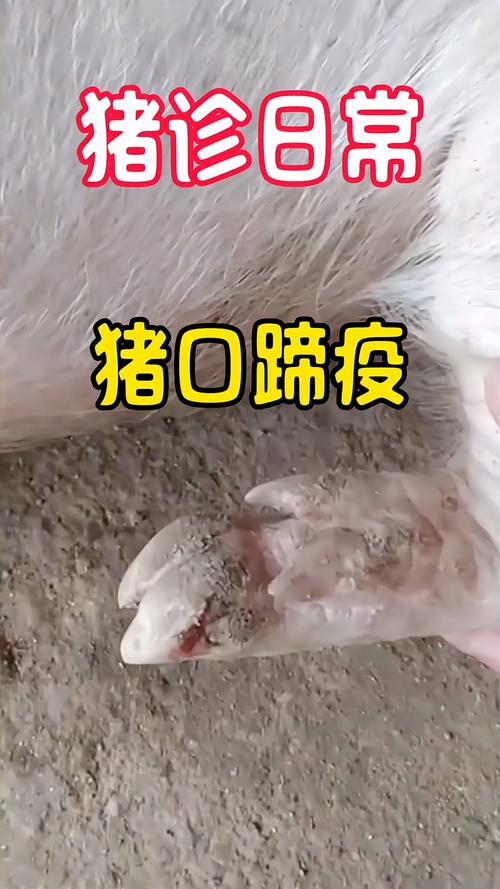 【口蹄疫疫情,口蹄疫疫情发生后应采取的措施有】-第4张图片 【口蹄疫疫情,口蹄疫疫情发生后应采取的措施有】-第4张图片