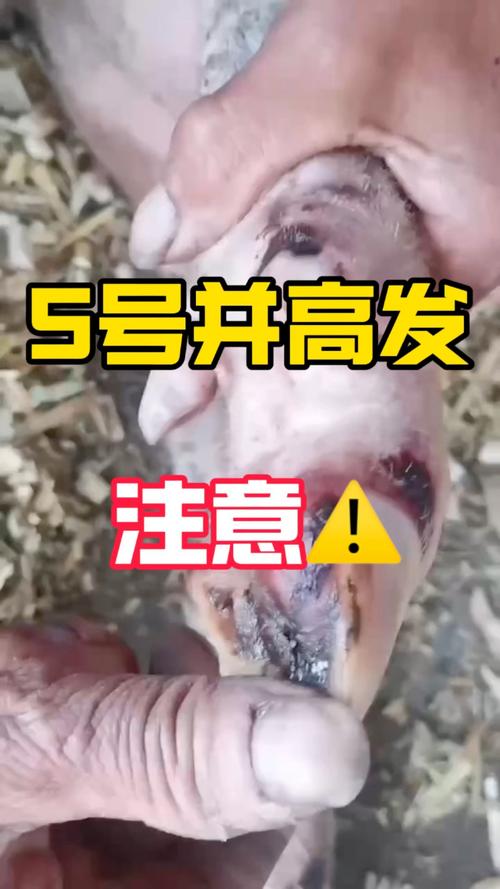 【口蹄疫疫情,口蹄疫疫情发生后应采取的措施有】-第6张图片 【口蹄疫疫情,口蹄疫疫情发生后应采取的措施有】-第6张图片