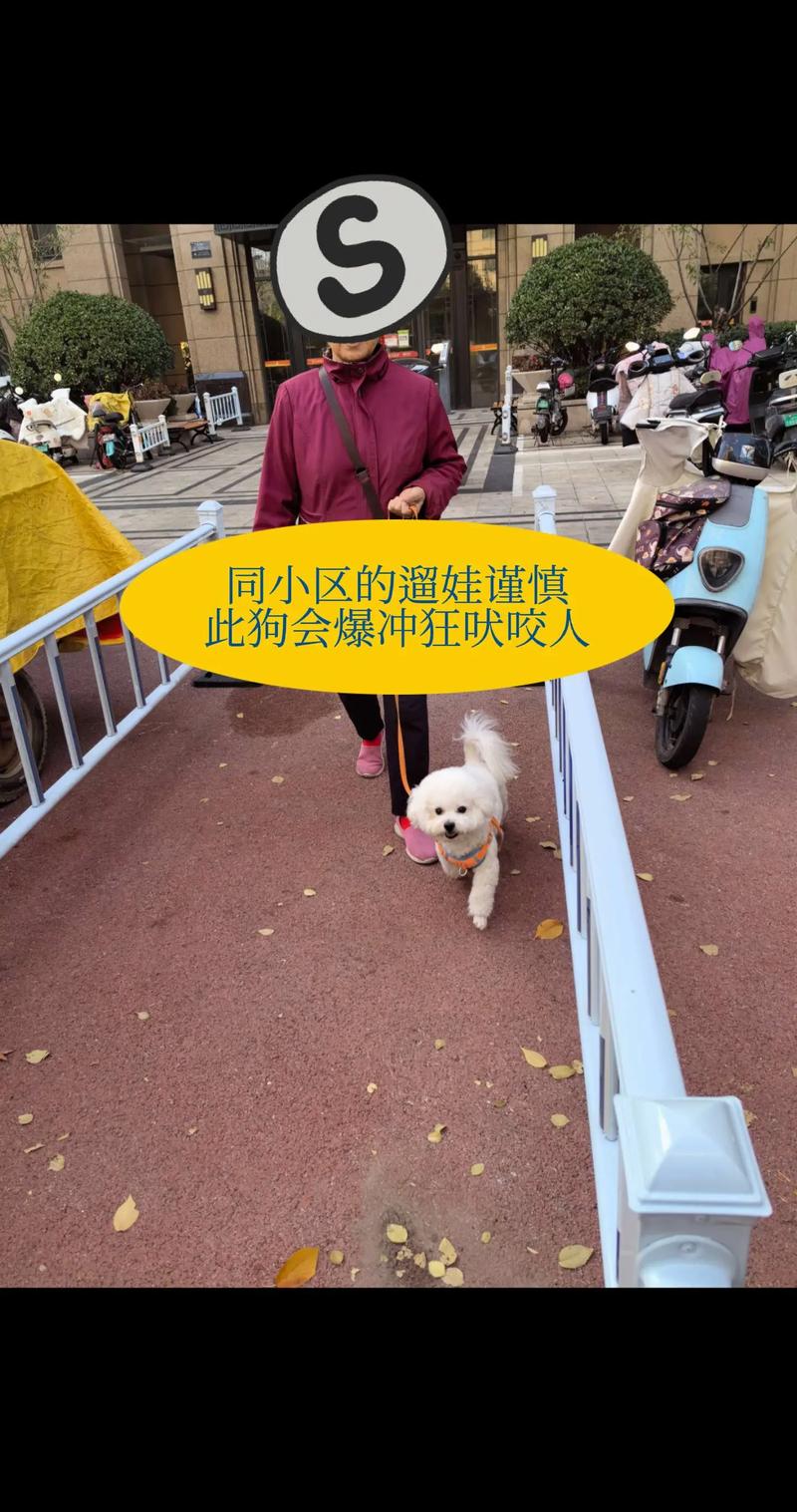 巴西疫情遛狗(巴西疫情墓地)-第5张图片 巴西疫情遛狗(巴西疫情墓地)-第5张图片