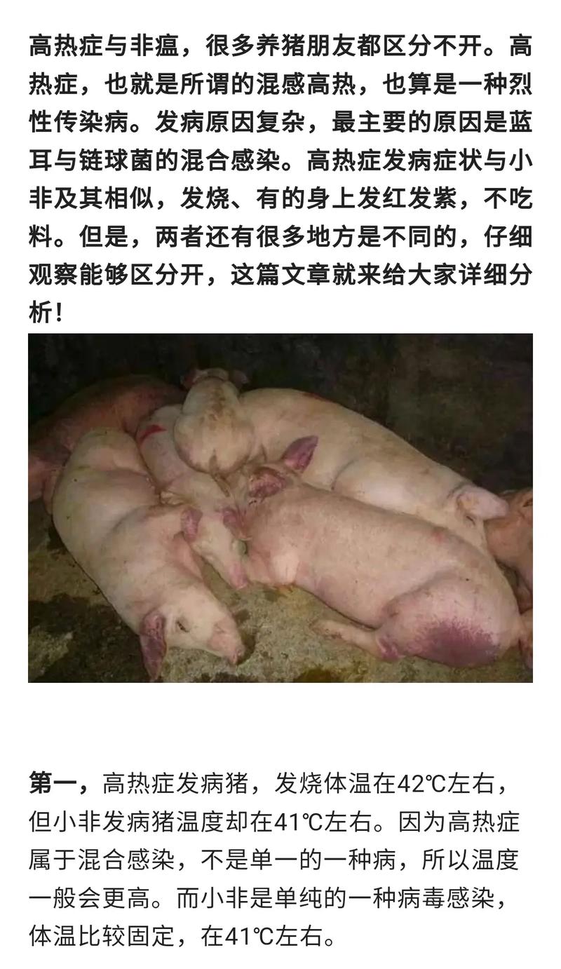 安徽猪温疫情(安徽瘟疫情况)-第7张图片 安徽猪温疫情(安徽瘟疫情况)-第7张图片