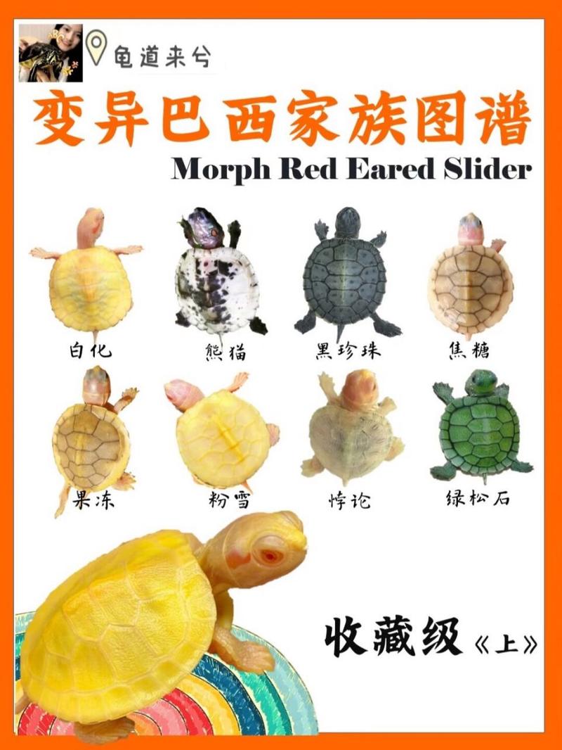巴西神秘疫情/巴西疫情急剧恶化-第5张图片 巴西神秘疫情/巴西疫情急剧恶化-第5张图片