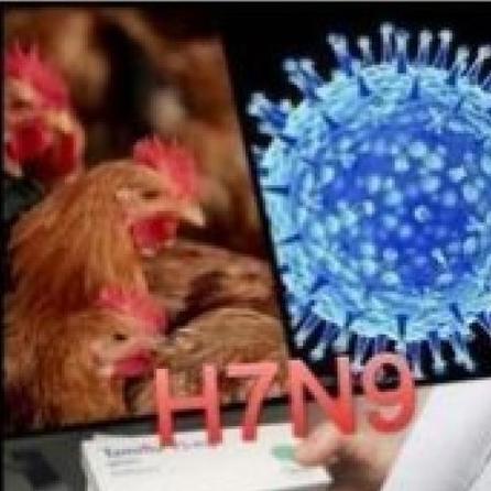 安徽禽流感最新疫情(合肥禽流感2020)-第3张图片 安徽禽流感最新疫情(合肥禽流感2020)-第3张图片