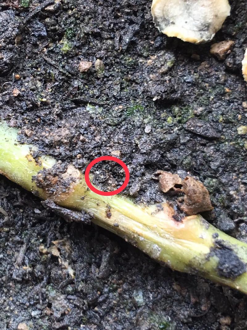 傲霜斗雪疫情,傲霜斗寒是什么意思?-第1张图片 傲霜斗雪疫情,傲霜斗寒是什么意思?-第1张图片