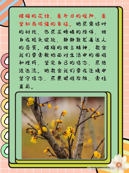傲骨腊梅疫情-腊梅傲雪是啥意思-第3张图片 傲骨腊梅疫情-腊梅傲雪是啥意思-第3张图片