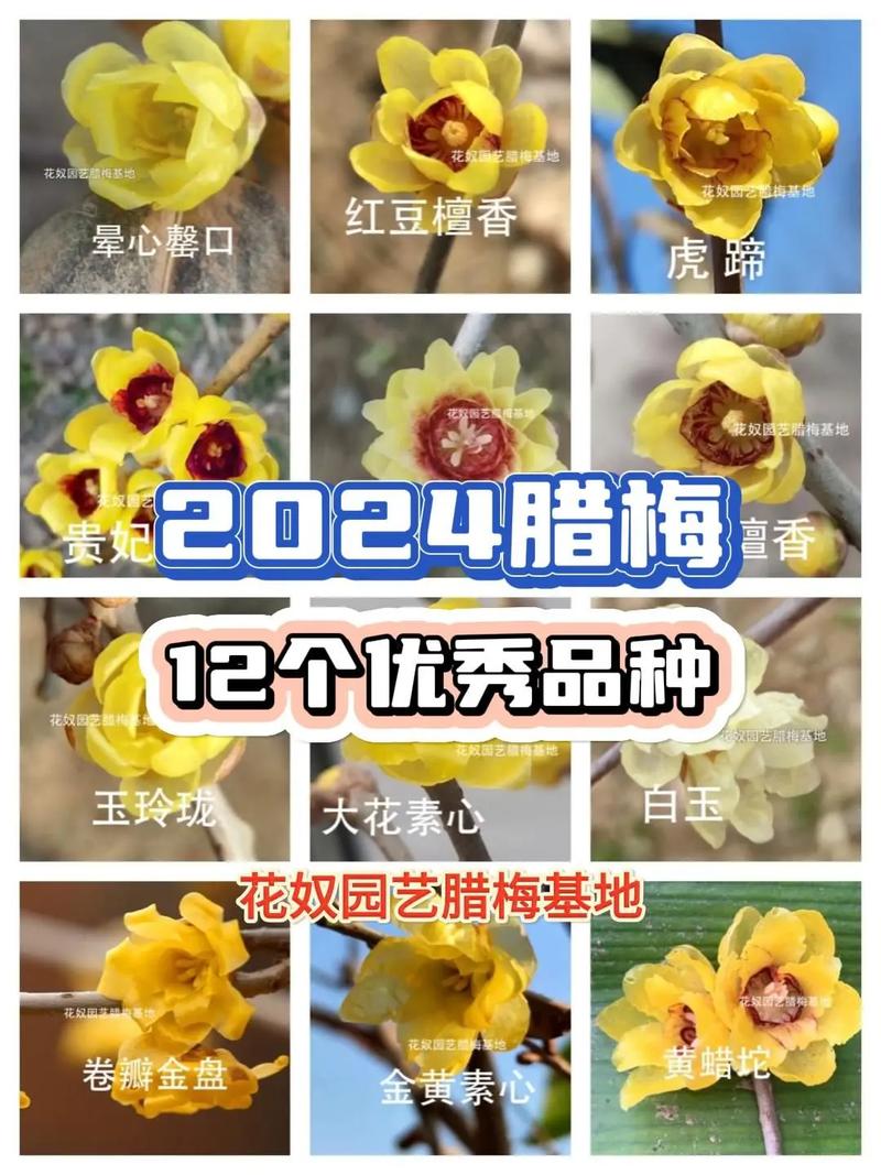 傲骨腊梅疫情-腊梅傲雪是啥意思-第4张图片 傲骨腊梅疫情-腊梅傲雪是啥意思-第4张图片