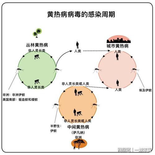 【巴西热内卢疫情,巴西热内卢疫情最新消息】-第7张图片