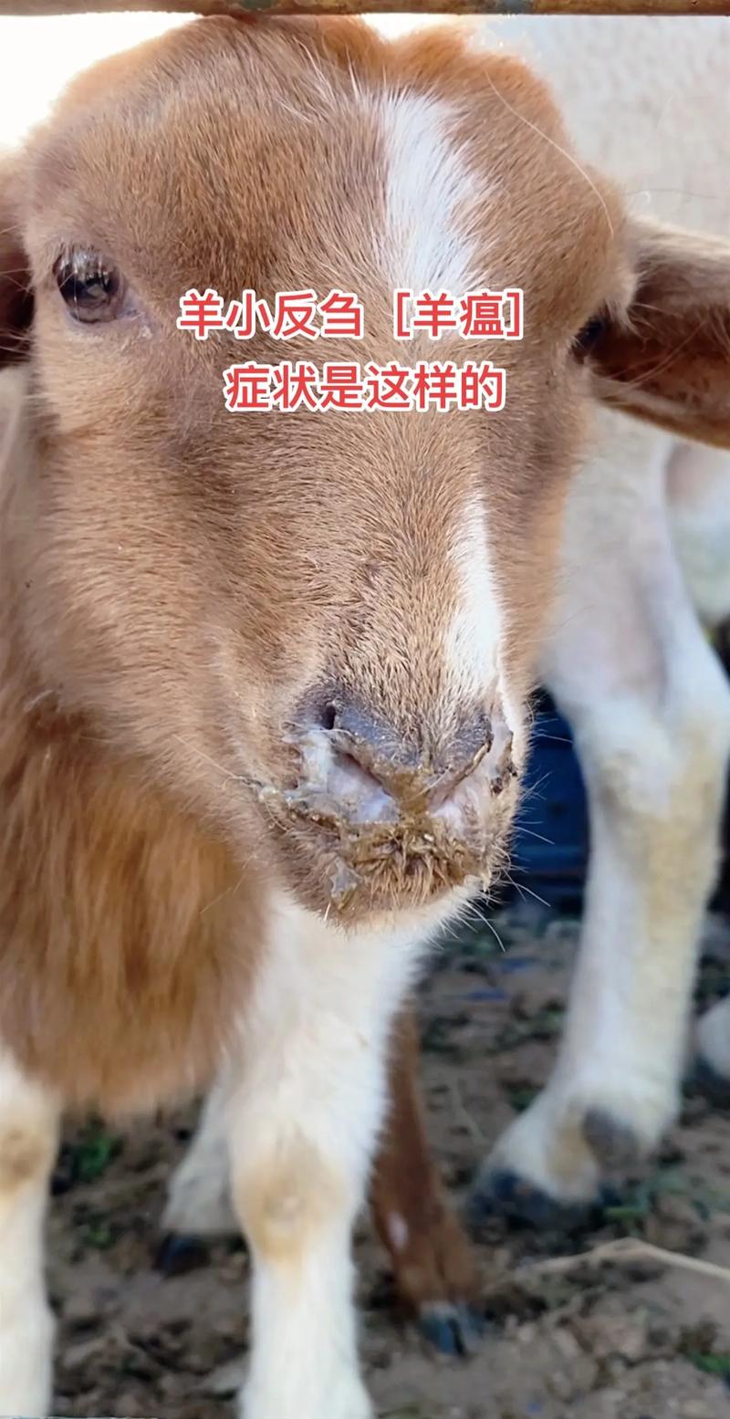 疫情污名化,疫情污名化中国的言论作文-第5张图片 疫情污名化,疫情污名化中国的言论作文-第5张图片