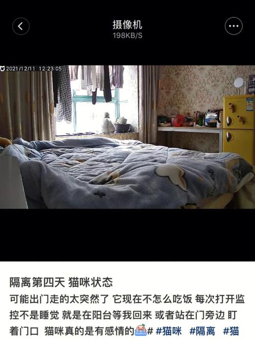 【澳洲疫情猫,澳大利亚猫患】-第6张图片 【澳洲疫情猫,澳大利亚猫患】-第6张图片