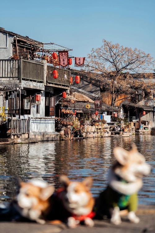 安昌古镇疫情(安昌古镇实景图)-第1张图片 安昌古镇疫情(安昌古镇实景图)-第1张图片