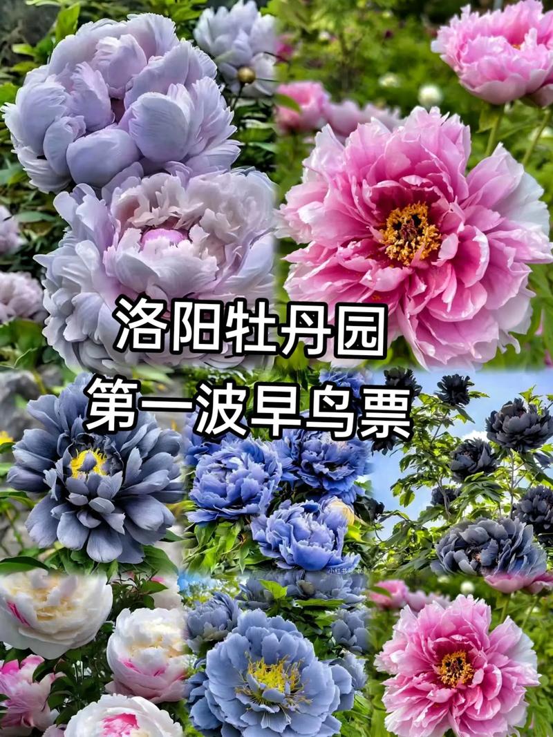 洛阳花会车辆限行/洛阳花会车辆限行规定-第7张图片 洛阳花会车辆限行/洛阳花会车辆限行规定-第7张图片