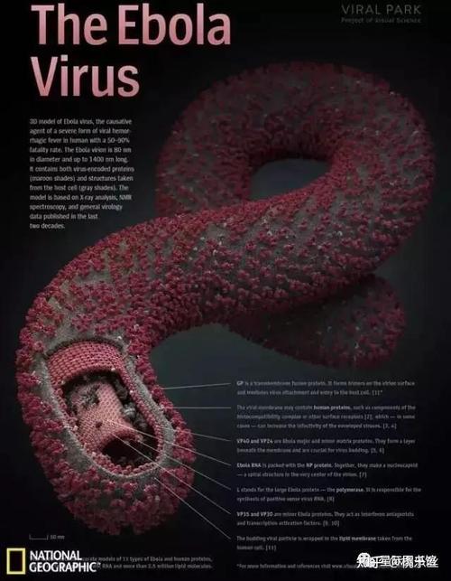 奥巴马对待疫情,奥巴马看疫情-第5张图片 奥巴马对待疫情,奥巴马看疫情-第5张图片