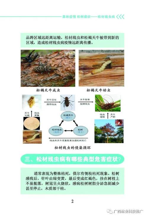 松材线虫病疫情,松材线虫病疫情监测普查中取样采取的方法主要包括-第2张图片 松材线虫病疫情,松材线虫病疫情监测普查中取样采取的方法主要包括-第2张图片