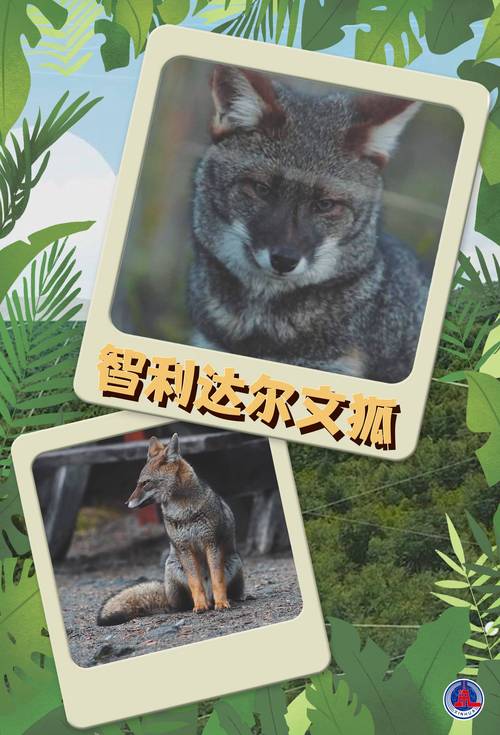 澳洲动物疫情(澳洲役情)-第3张图片 澳洲动物疫情(澳洲役情)-第3张图片