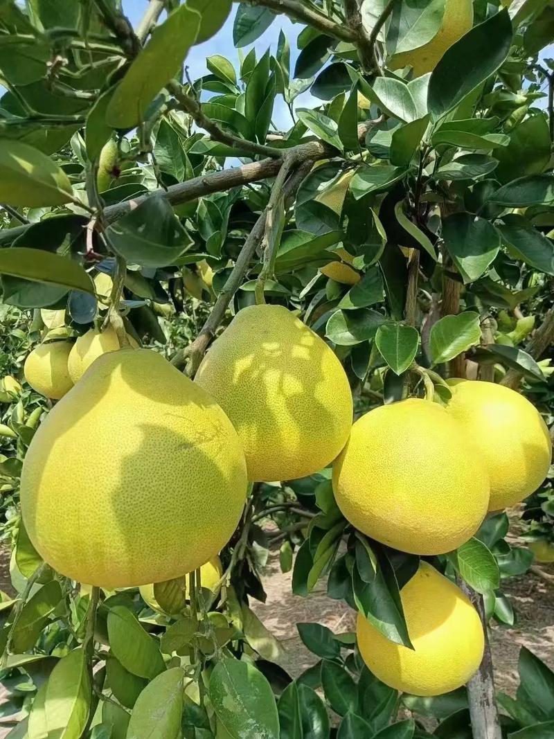 安江沙湾疫情(安江镇疫情最新情况)