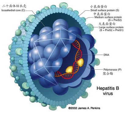澳洲疫情死亡/2020年澳洲疫情-第7张图片 澳洲疫情死亡/2020年澳洲疫情-第7张图片