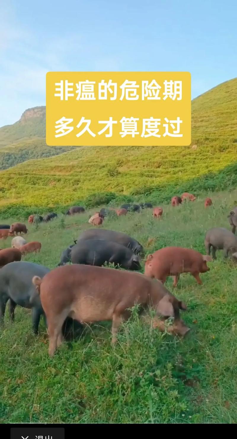 安徽生猪疫情(安徽省生猪行情走势)-第6张图片 安徽生猪疫情(安徽省生猪行情走势)-第6张图片