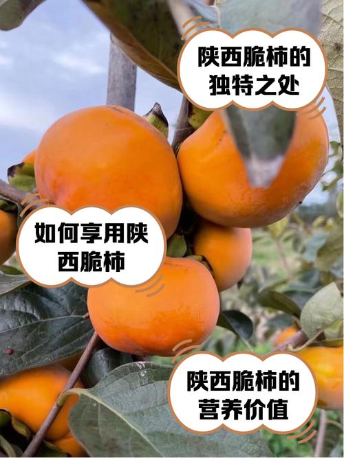 蒲城县限行(蒲城县限行通告)-第6张图片 蒲城县限行(蒲城县限行通告)-第6张图片