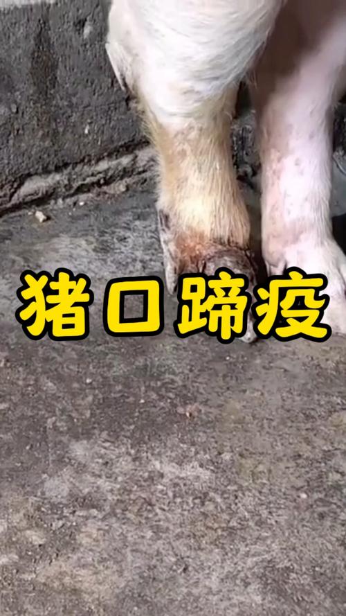 口蹄疫疫情/口蹄疫疫情最新进展-第1张图片 口蹄疫疫情/口蹄疫疫情最新进展-第1张图片