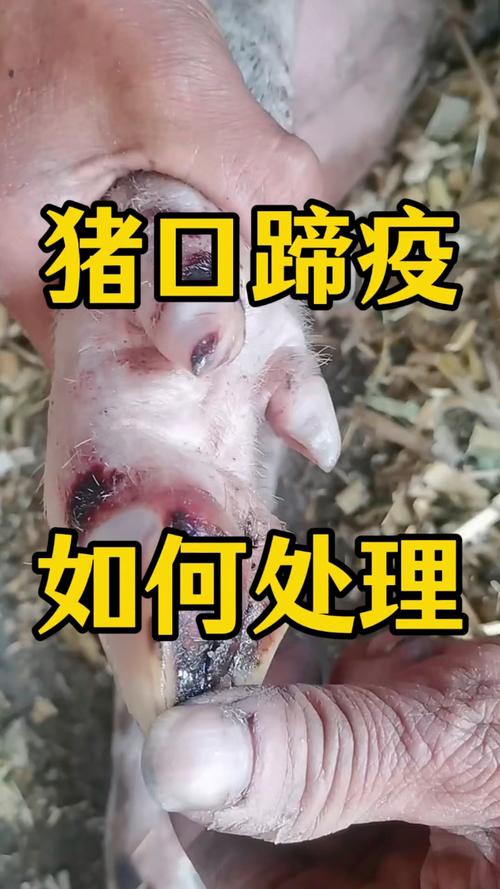 口蹄疫疫情/口蹄疫疫情最新进展-第8张图片 口蹄疫疫情/口蹄疫疫情最新进展-第8张图片