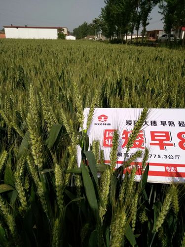 兰考限号-兰考限号通知2020-第5张图片 兰考限号-兰考限号通知2020-第5张图片